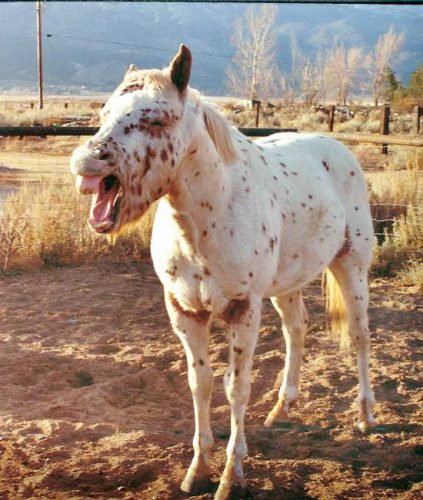 Playful, Magical Healing Horse